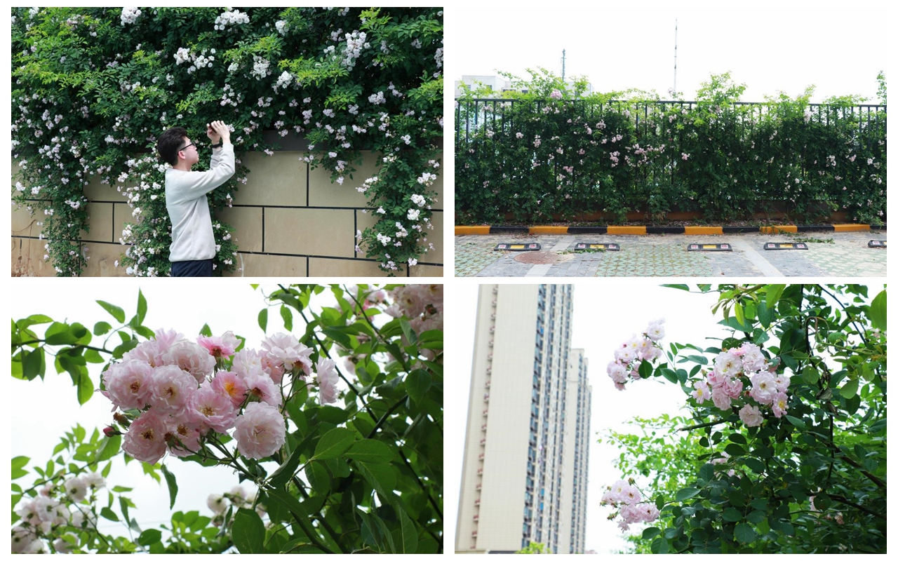 百米蔷薇花墙景物怡人 1396me皇家世界集团打造“让住户知足”的宜居情形