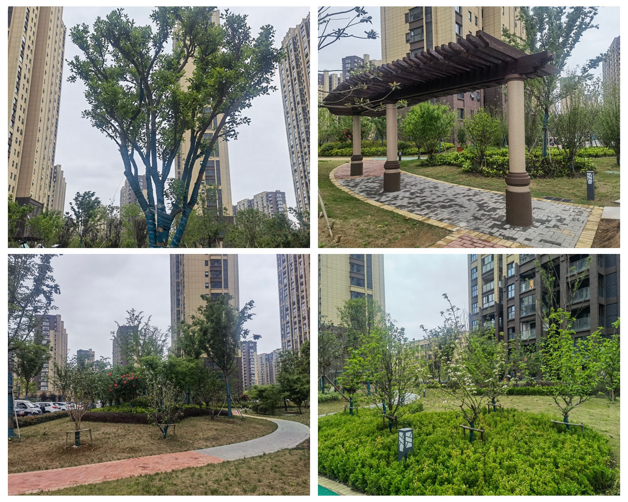 百米蔷薇花墙景物怡人 1396me皇家世界集团打造“让住户知足”的宜居情形